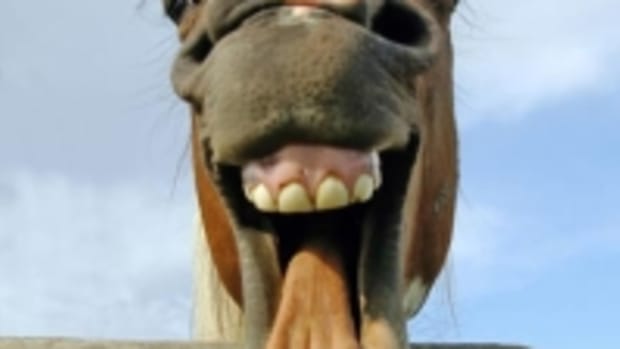 F_001_laughing_horse