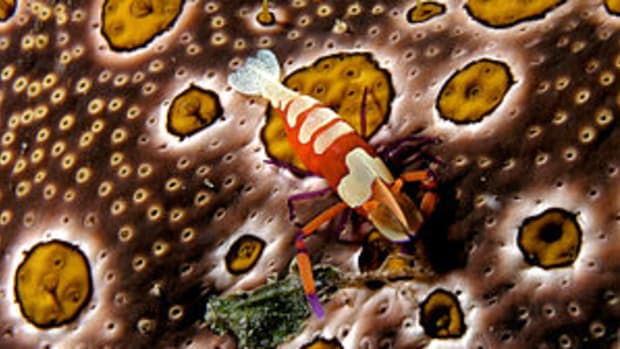 (Emperor shrimp) on Bohadschia argus (Sea cucu...