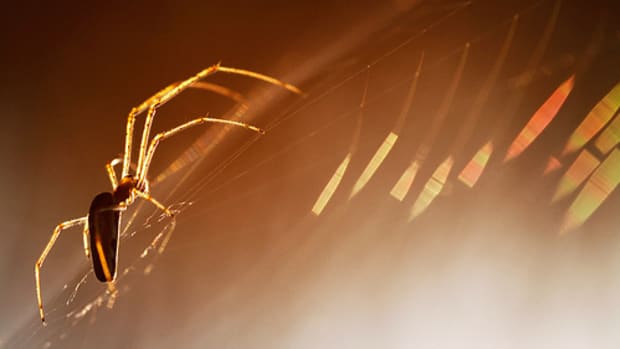 the golden spider by lichtmaedel.