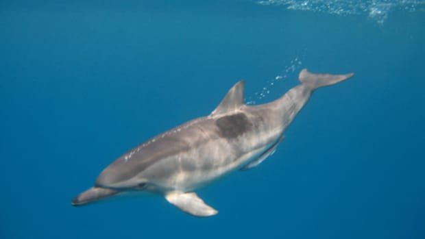 keiki dolphin by bluewavechris.