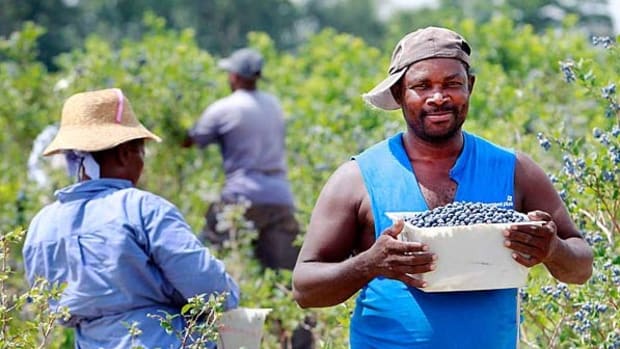 blueberry-workers-from-haiti-600