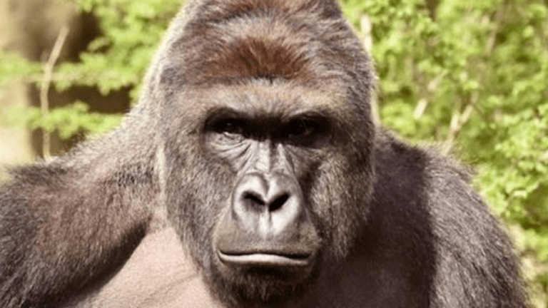 "Shoot the Parents" and Other Insane Responses To the Killing of a Gorilla