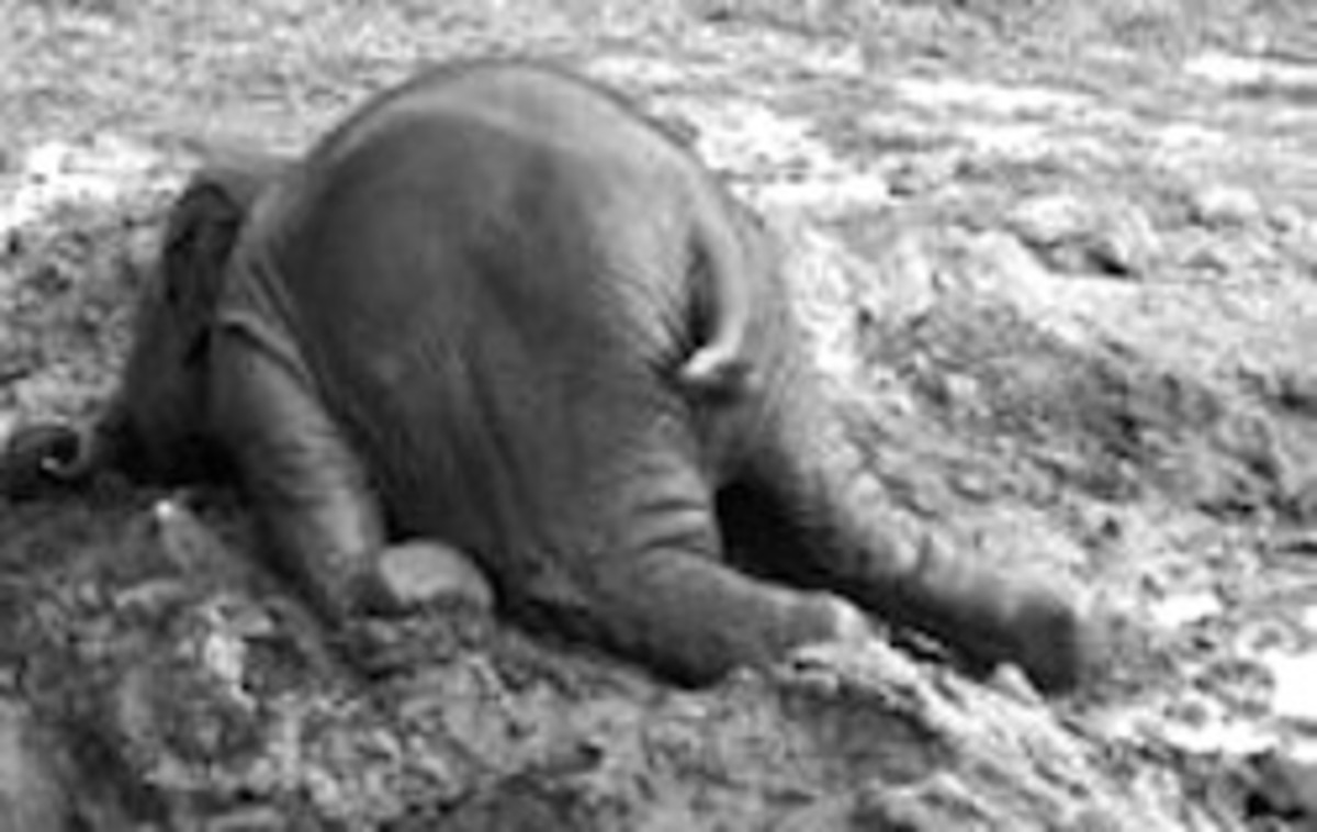 Funny-Elephant-11-292x300