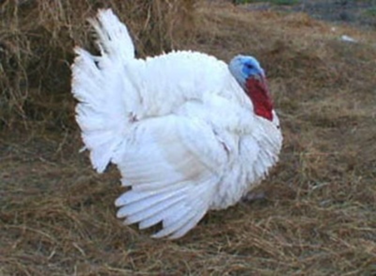 white-turkey