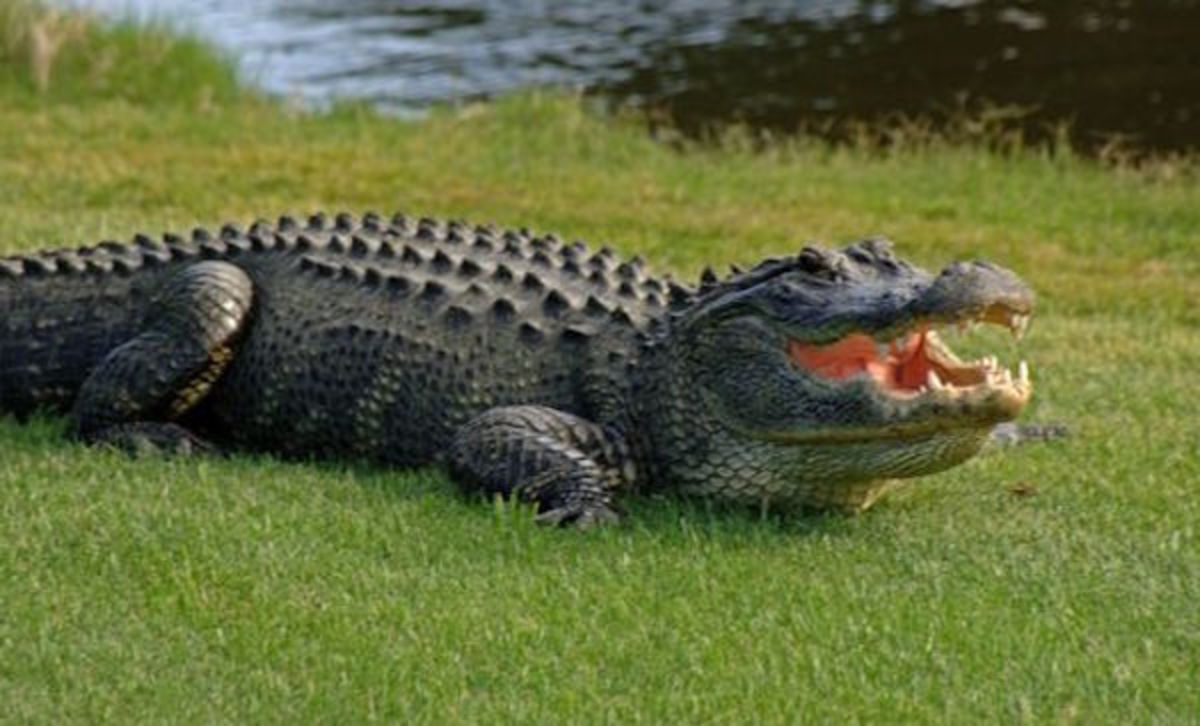 Only in Florida Man Eaten By Alligator While Hiding From Police in a