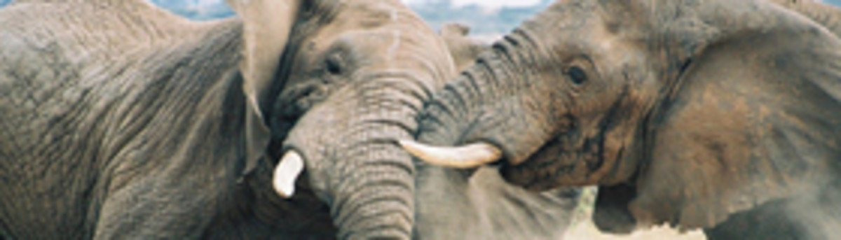 elephants_fighting_280