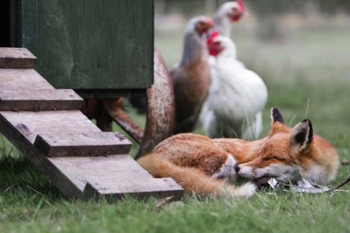 fox henhouse