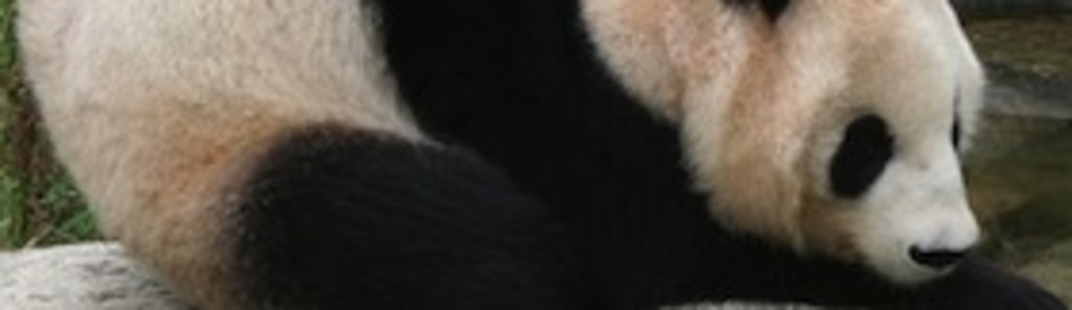 Giant_panda_at_Vienna_Zoo_(cropped)