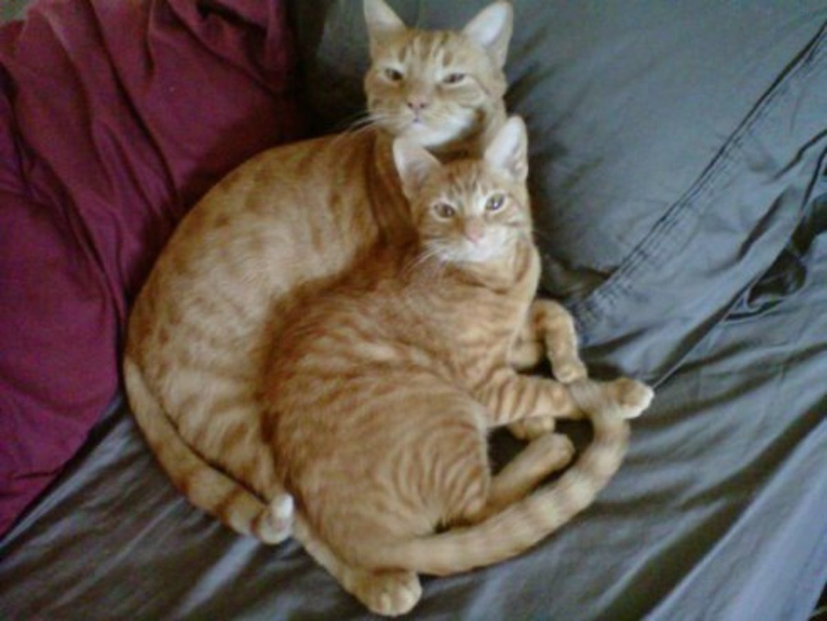 cheddar and hobbes
