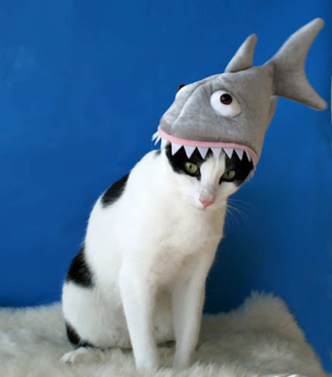 This cat in the (shark) hat.