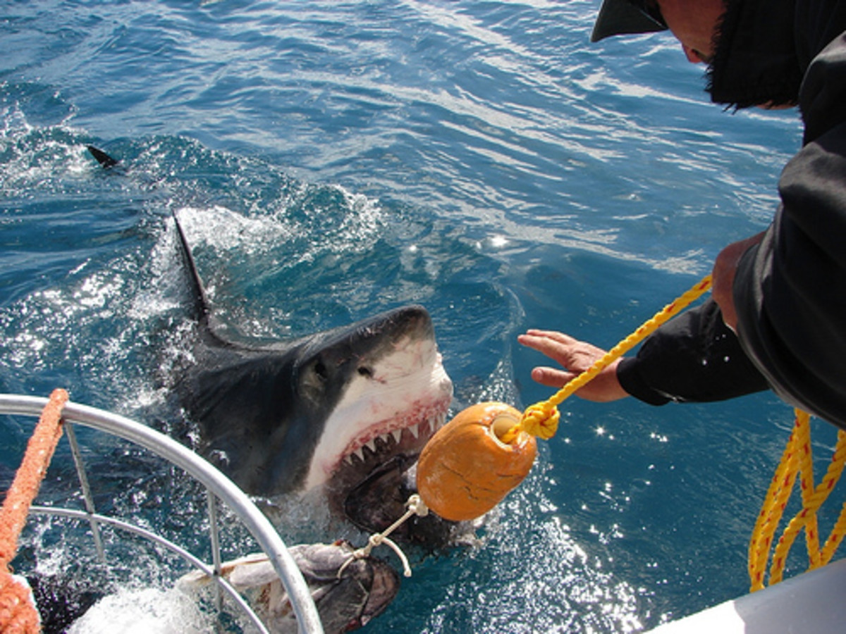 White Shark Cage Diving by White Shark Ecoventures.