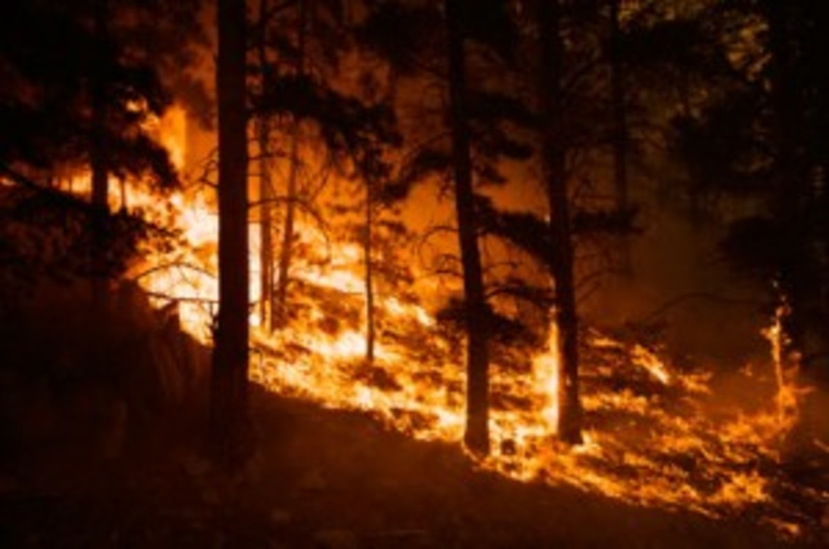 burning-forest-picture-2