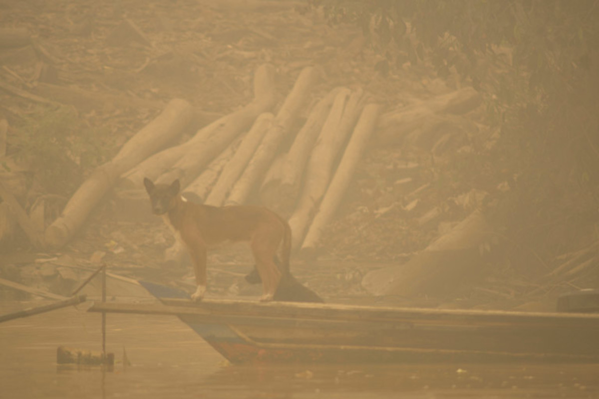 Dogs are seen at the bank of Kapuas river where the air is covered with haze from the forest fires in Kapuas district, Central Kalimantan province, Borneo island, Indonesia.