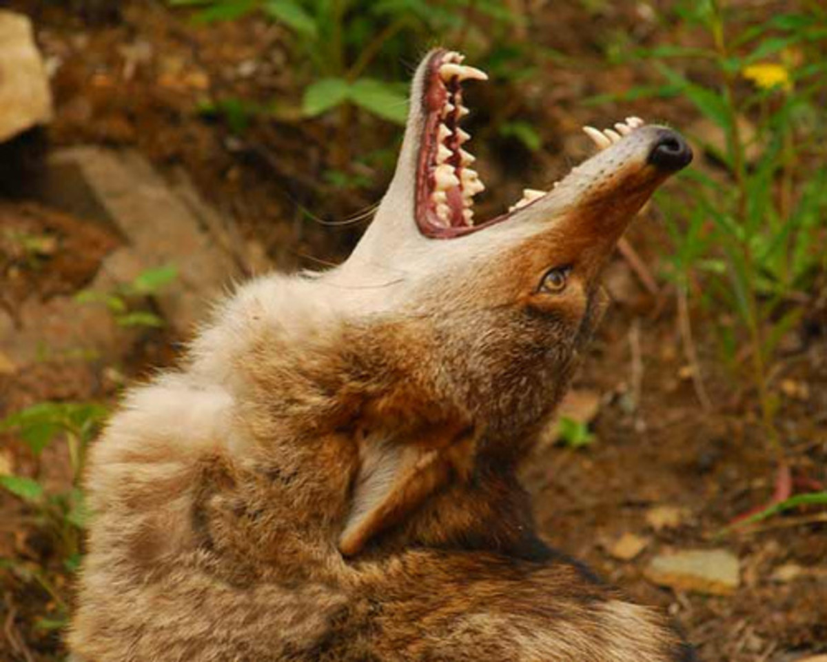 Coyote-Howl by ifilmalaska.