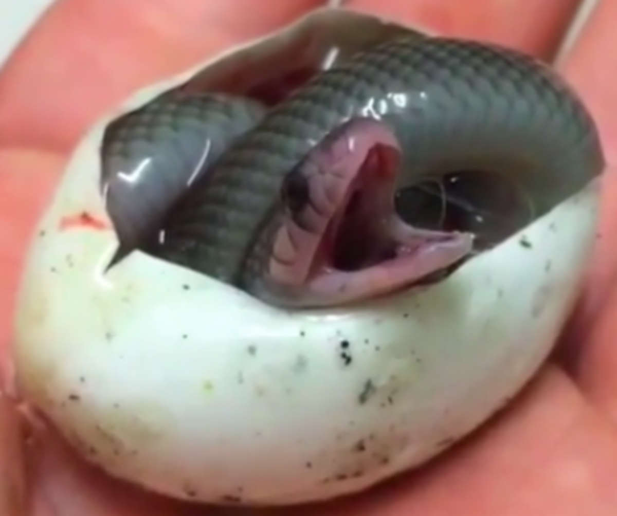 Baby Snake close-up