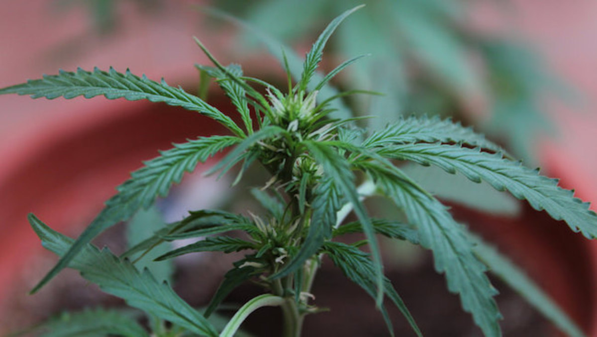 Marijuana: a plant with extraordinary medicinal properties